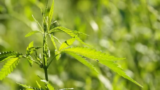 Feuille de marijuana 