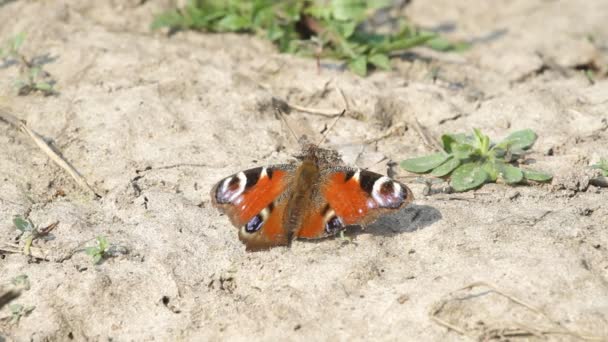 Mariposa monarca — Vídeos de Stock