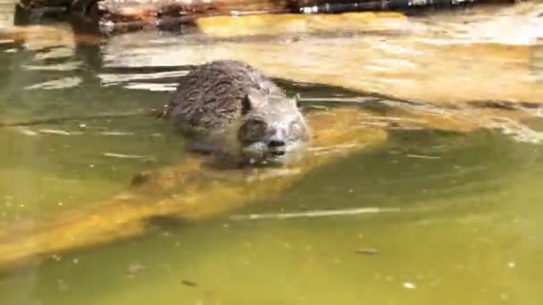 Myocastor coypus (Nutria) — Stockvideo