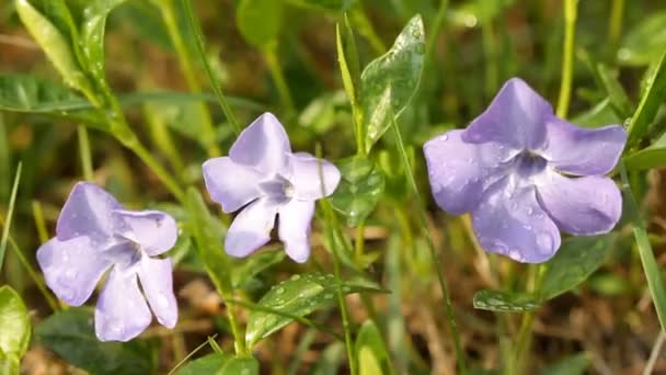 Periwinkle con gotas de agua — Vídeos de Stock