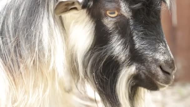 Porträt einer Ziege, die Heu kaut — Stockvideo