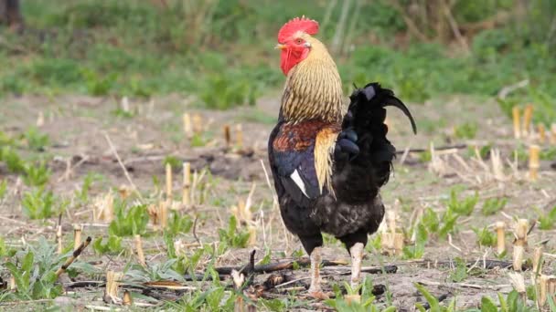 Hermosos gallos — Vídeo de stock