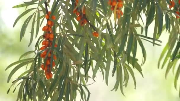 沙棘浆果的枝条 — 图库视频影像