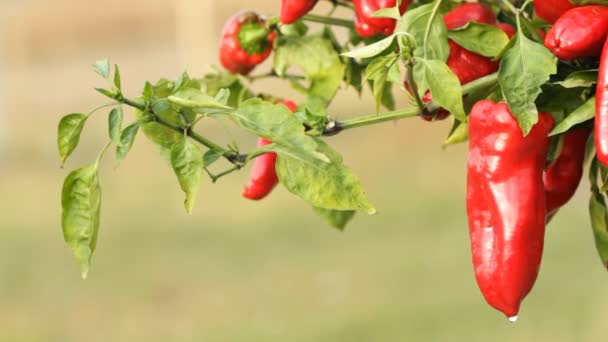 Piros paprika — Stock videók