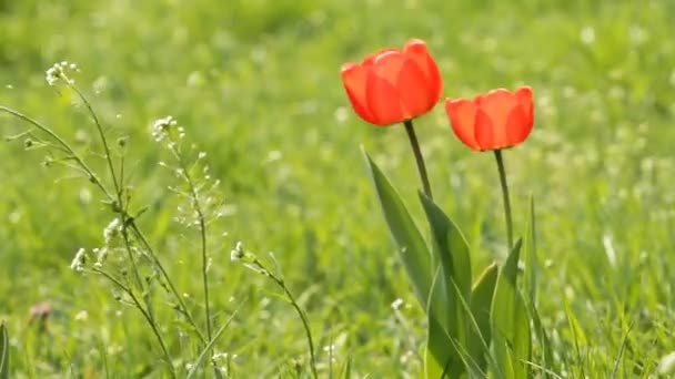 Two Red tulips — Stock Video