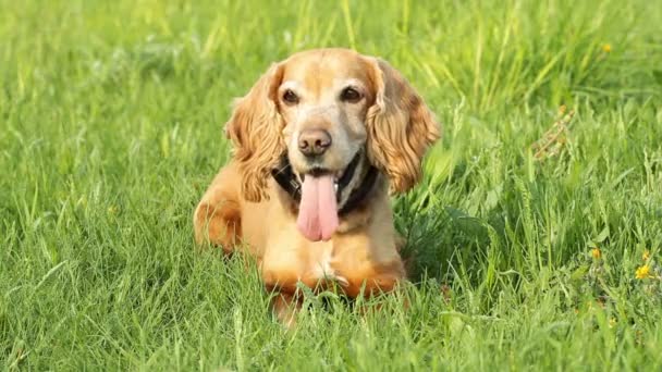 Cocker spaniel — Stockvideo