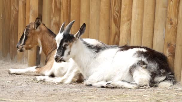 Hermosas cabras jóvenes — Vídeos de Stock