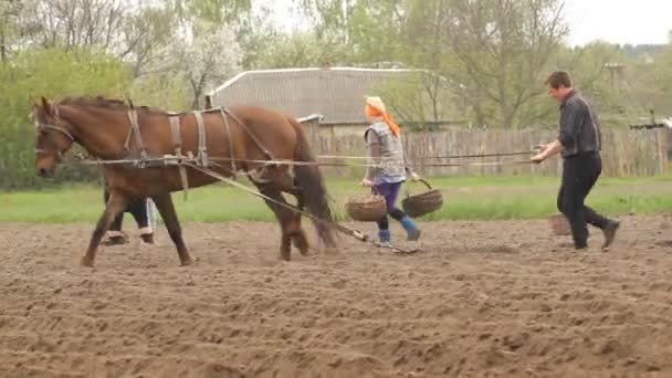 Bonden plöjer ett fält med en häst — Stockvideo