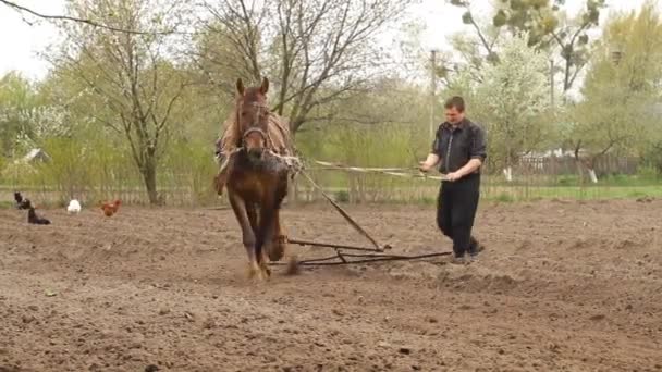 Fermier soufflant un champ avec un cheval — Video