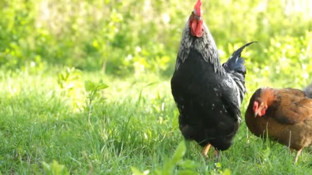 Beautiful Roosters — Stock Video
