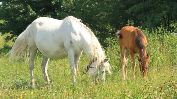 Beautiful mother and baby horse — Stock Video