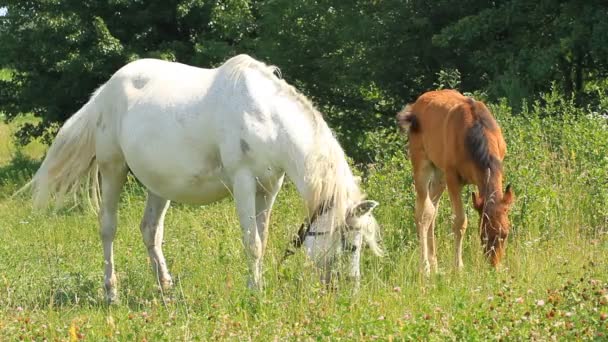 Belle mère et bébé cheval 