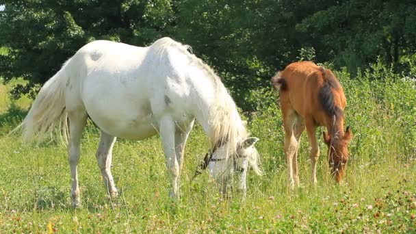 Bella madre e cavallo bambino — Video Stock