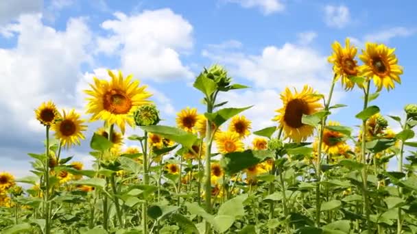 Mooie zonnebloemen — Stockvideo