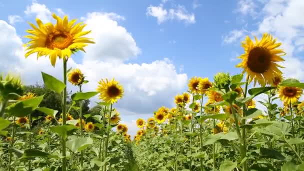 Mooie zonnebloemen — Stockvideo