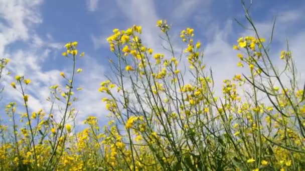 Flores de colza — Vídeos de Stock