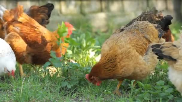Poulets sur l'herbe 