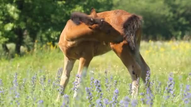 Beautiful foal — Stock Video