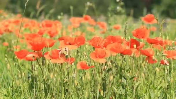 Beautiful red poppies — Stock Video