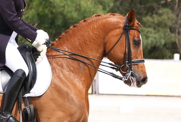 Cavalo de engomar — Fotografia de Stock