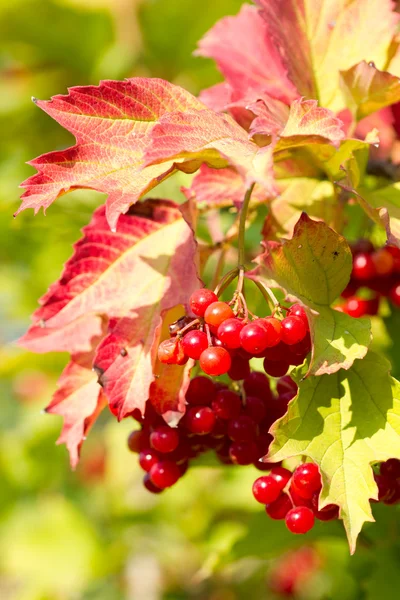 Красные ягоды вибурнума — стоковое фото
