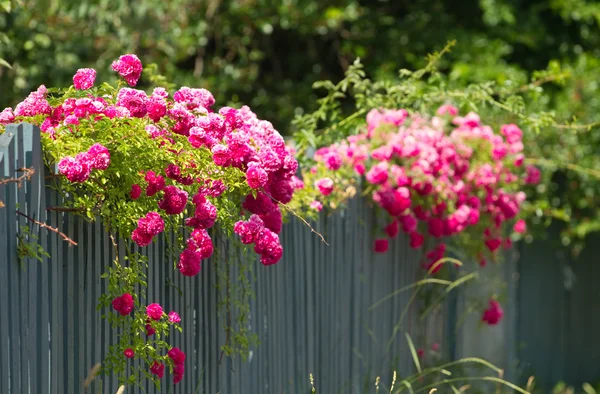 栅栏上的粉红玫瑰 — 图库照片
