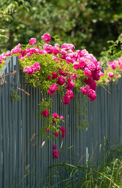 Roses roses sur la clôture en bois — Photo