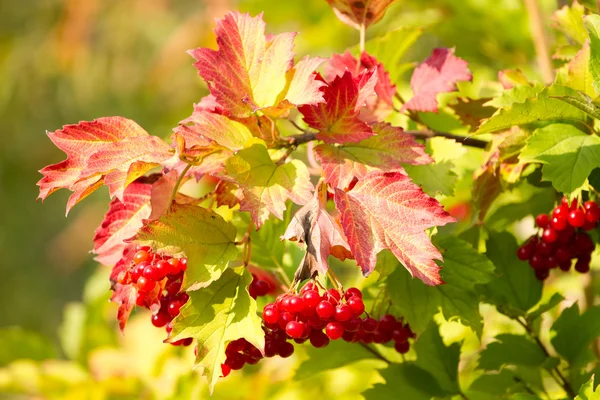 Red Viburnum berries — Stock Photo, Image