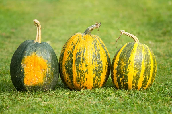 Herbstkürbisse — Stockfoto