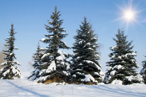 Dennenbomen op winter — Stockfoto