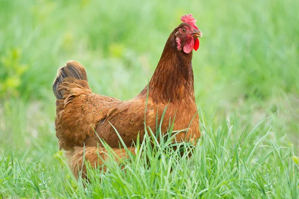 Portrait chicken — Stock Photo, Image