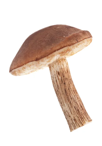 Mushroom isolated — Stock Photo, Image