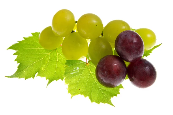 Druiven geïsoleerd op wit — Stockfoto