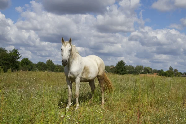 Bellissimo cavallo — Foto Stock