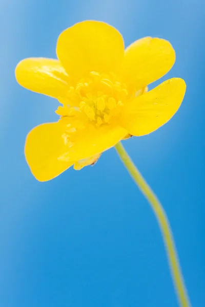 Taza amarilla —  Fotos de Stock