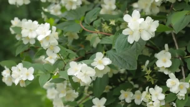 Blomman jasmin — Stockvideo