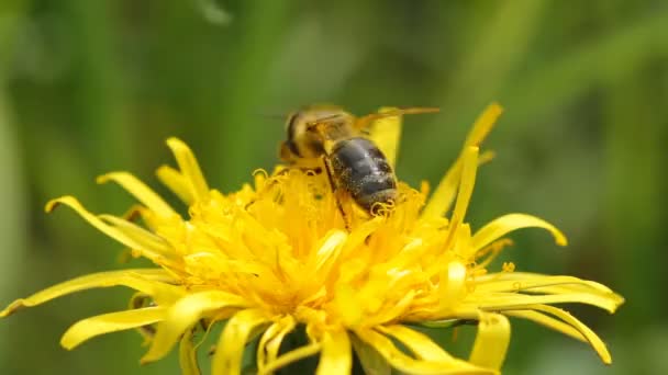 Бджола збирає нектар — стокове відео