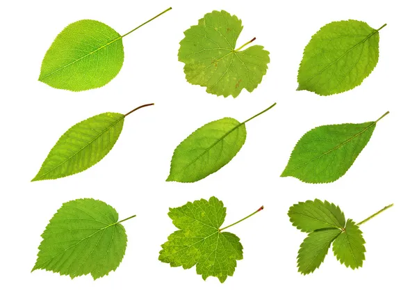 Collection fruit leaves — Stock Photo, Image