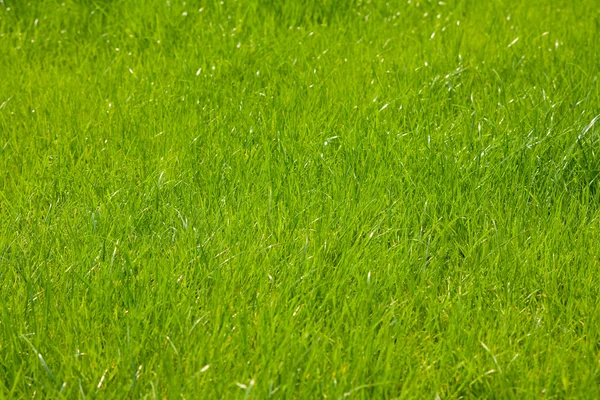 Groen gras — Stockfoto