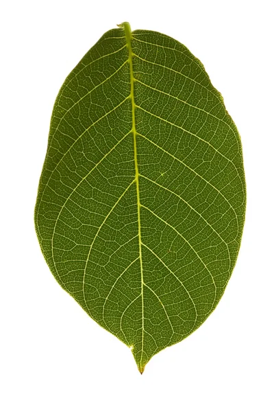 Ořechové listí na izolované — Stock fotografie