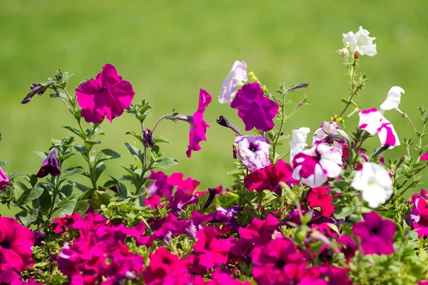 Flor de petunia colorida —  Fotos de Stock