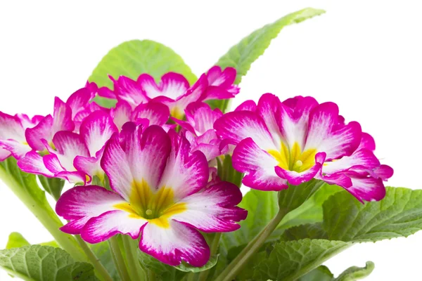 Primula rossa su isolato — Foto Stock