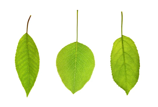 Grüne Blätter an isolierten Äpfeln, Birnen und Kirschen — Stockfoto