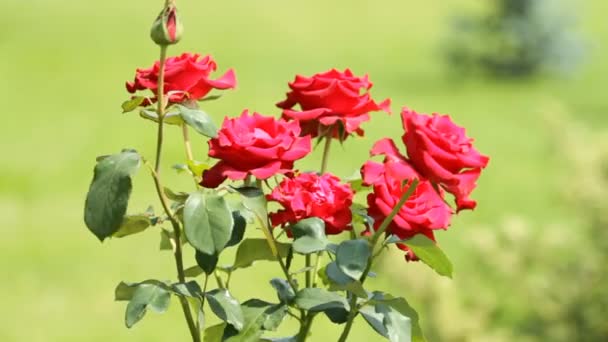 Червоні троянди — стокове відео