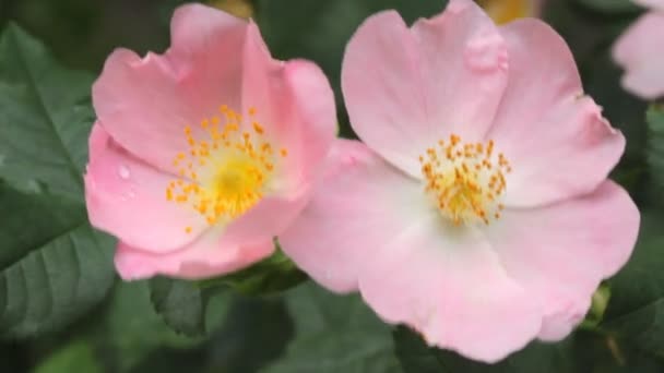 野玫瑰的花朵 — 图库视频影像