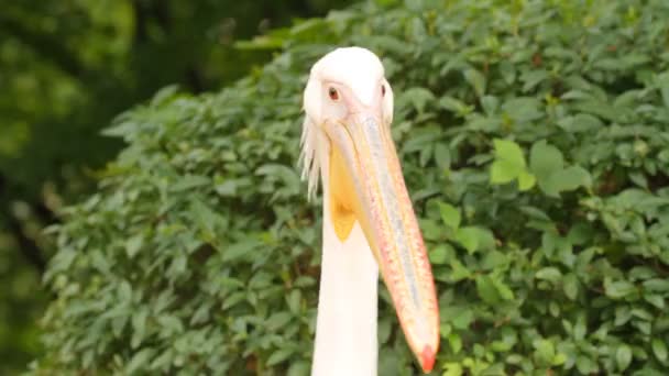 Рожевий пелікан — стокове відео