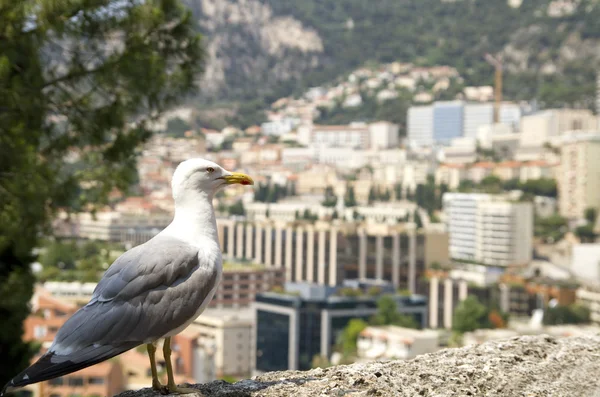 Albatross tegen monaco. — Stockfoto