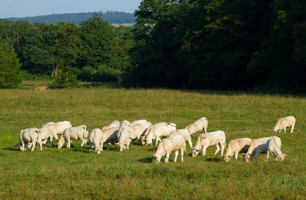 Paisagem com vacas na Borgonha  . — Fotografia de Stock