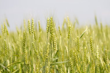 Yeşil buğday