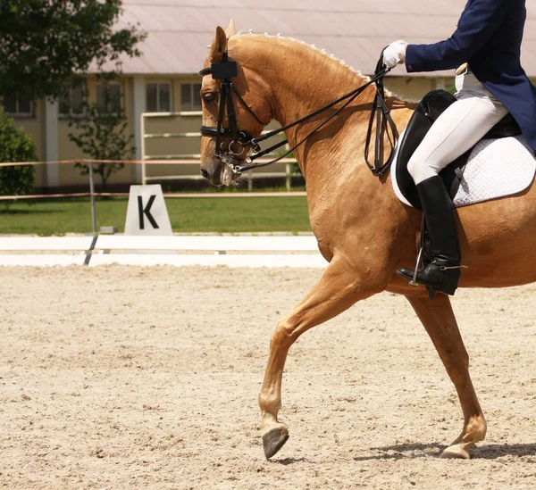 Dressage horse — Stock Photo, Image